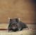 Wesley Chapel Rodent Exclusion by Service First Termite and Pest Prevention LLC